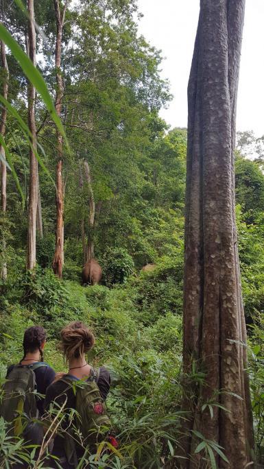 Following elephant through forest