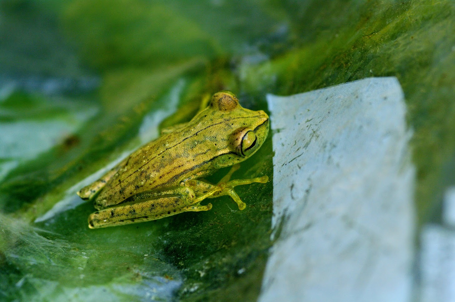 Frog in Peru, Rangers