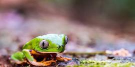 Frog on forest floor