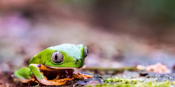 Frog on forest floor