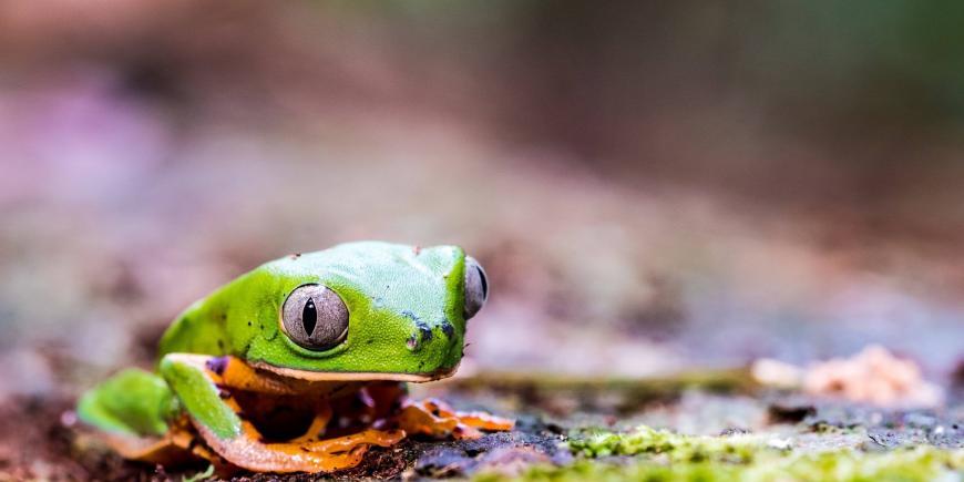 Frog on forest floor