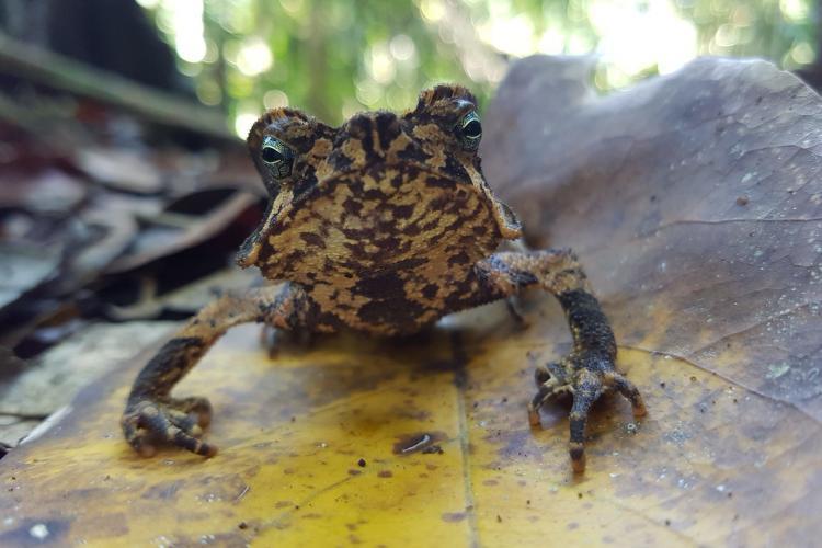 Frog on leaf