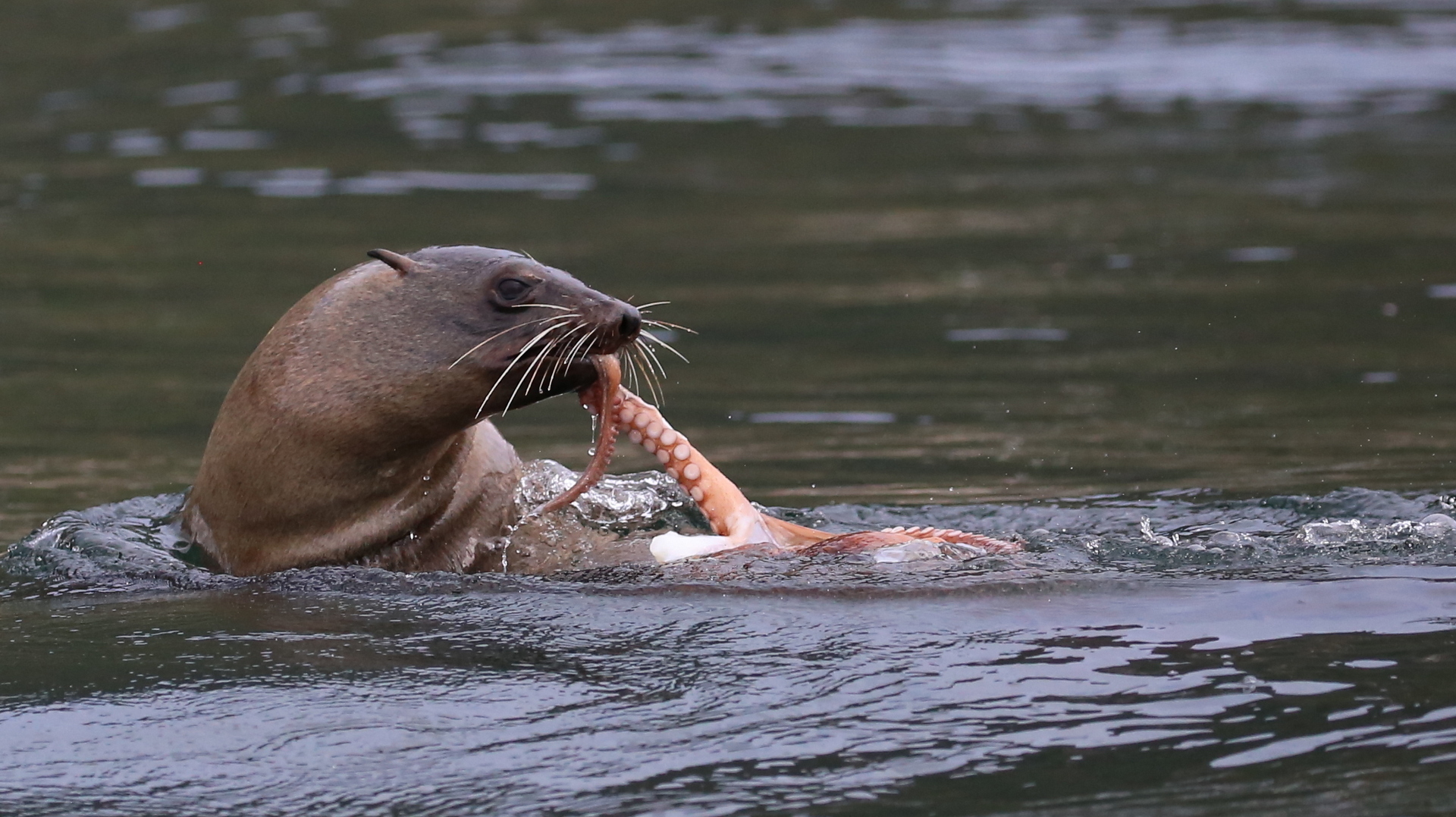 Fur Seal Octopus Dinner