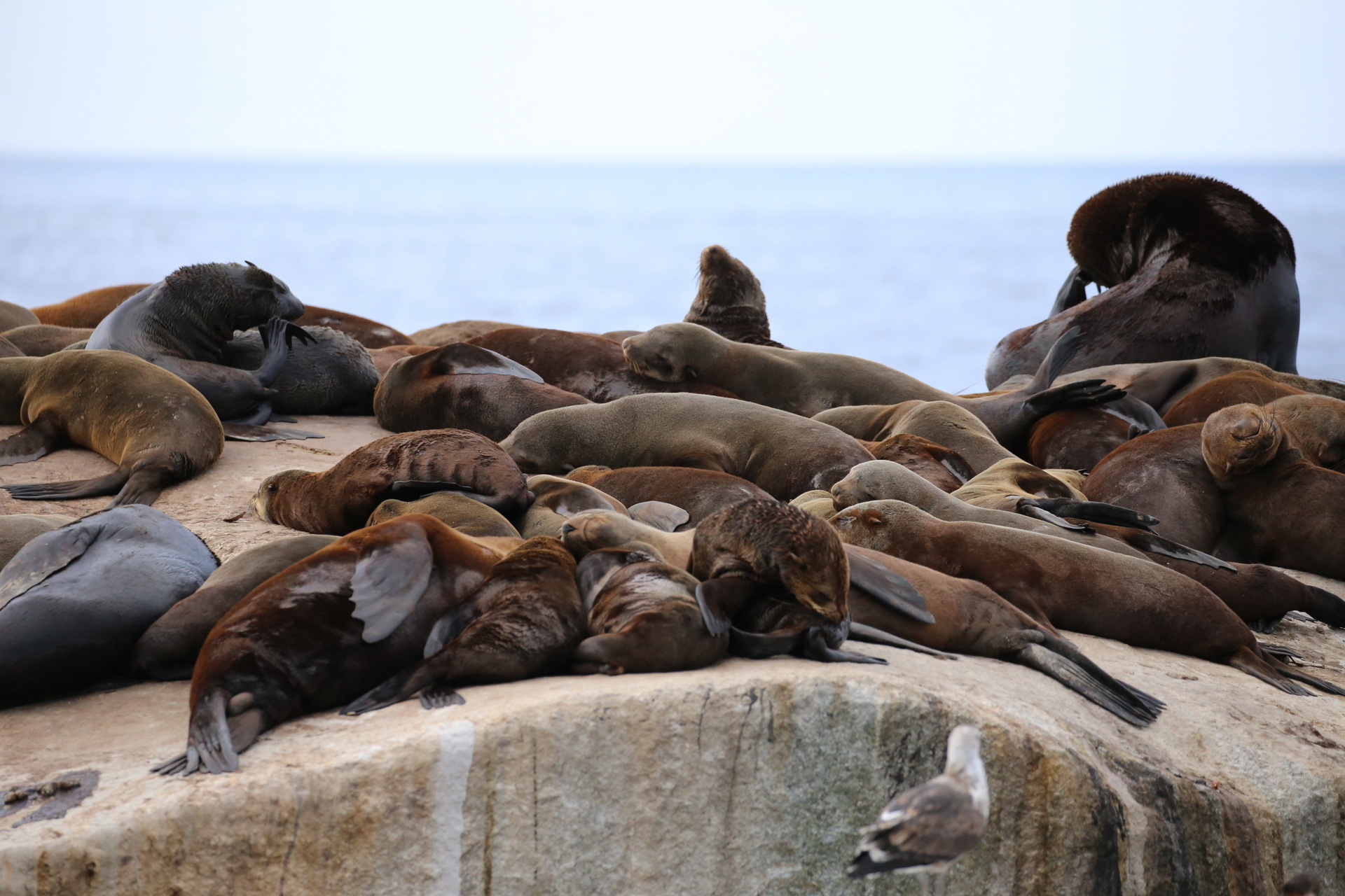 Fur Seals Hallout