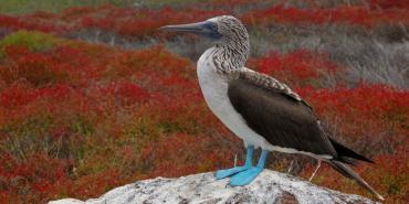 About the Galapagos Islands