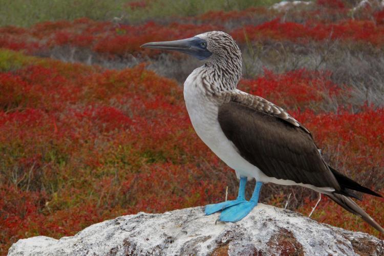 Galapagos bird perched on a rock