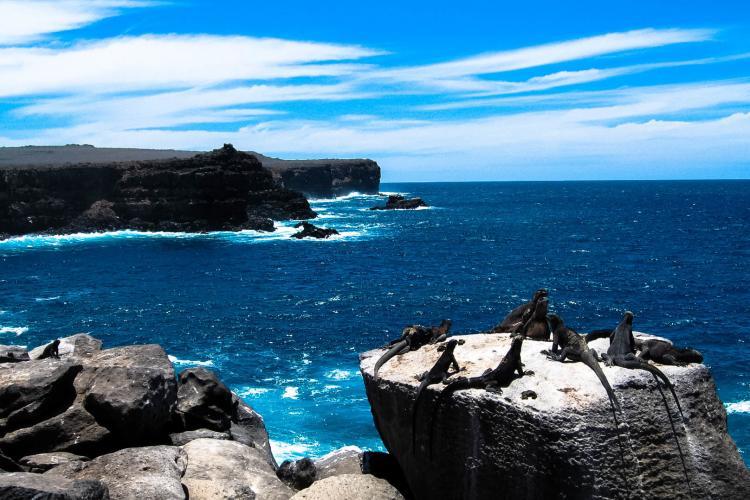 Iguanas on coastal rocks in Galapagos