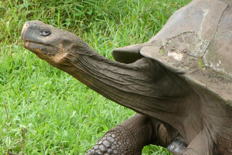 Giant Galapagos Tortoise