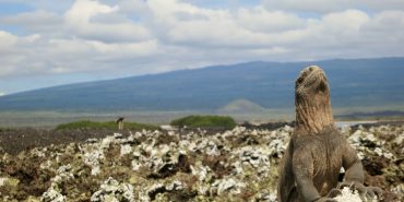 Iguana on rocks in Galapagos