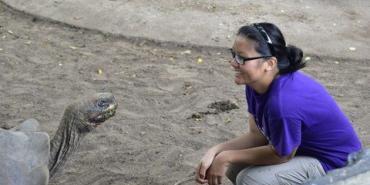 Volunteer with giant Galapagos tortoise