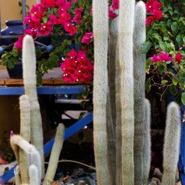 Garden plants in Lixouri