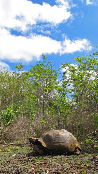 Giant Galapagos tortoise