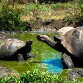 Sandrine Brunet, Switzerland