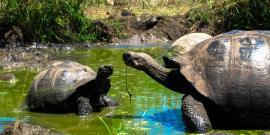 Giant tortoises in Galapagos
