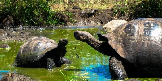 Giant tortoises in Galapagos