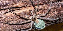 Giant spider in amazon