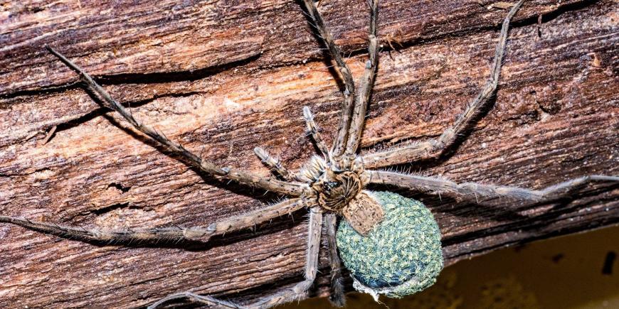 Giant spider in amazon