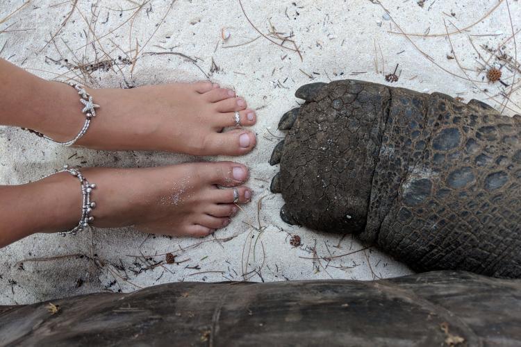 Giant tortoise foot