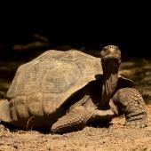 Sandrine Brunet, Switzerland