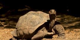 Giant Galapagos tortoise
