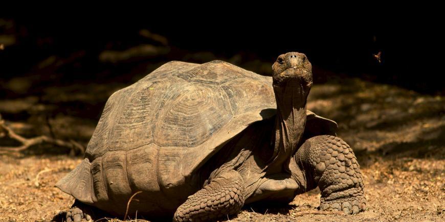 Giant Galapagos tortoise