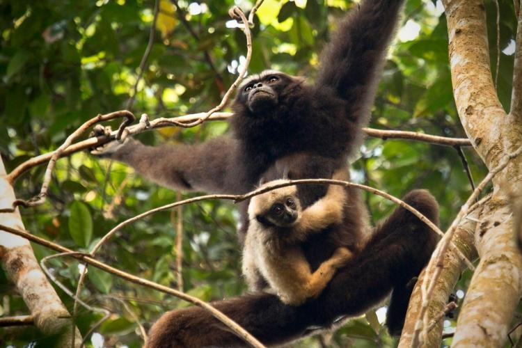 Gibbons in Borneo