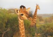 Wildlife Reserve Volunteer Programme, South Africa