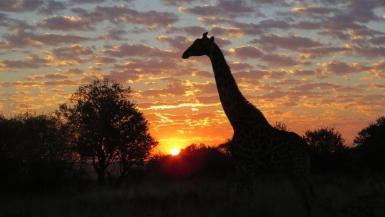Giraffe at wildlife reserve in South Africa at sunset
