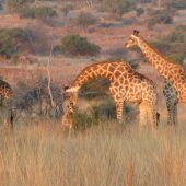 Wildlife Reserve Volunteer Programme, South Africa