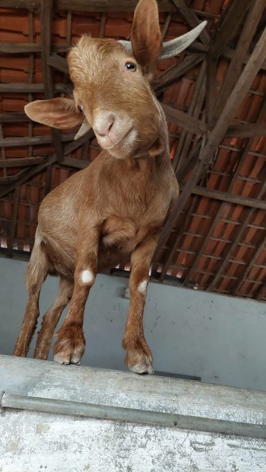 goat_portugal