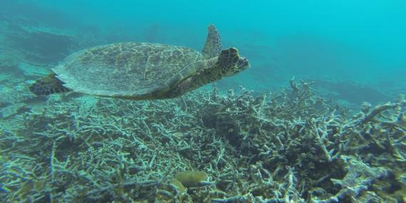 Hawksbill sea turtle mauritius