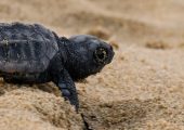 Family Sea Turtle Conservation Volunteer Project, Greece