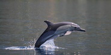 Dolphin jumping through the air