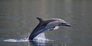 Wildlife and Biodiversity