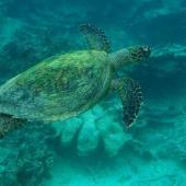Blue Lagoon Coral Reef Project, Mauritius