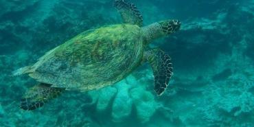 Wildlife and Biodiversity