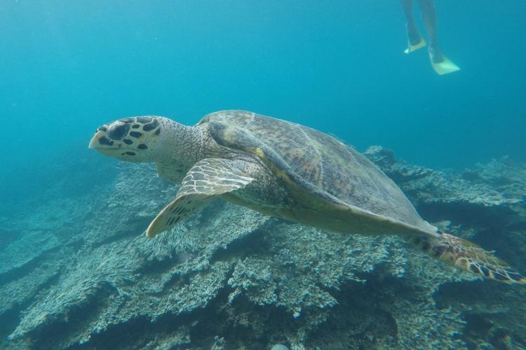 Hawksbill turtle swimming in the lagoon with volunteers
