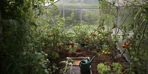 Sustainable gardening in greenhouse