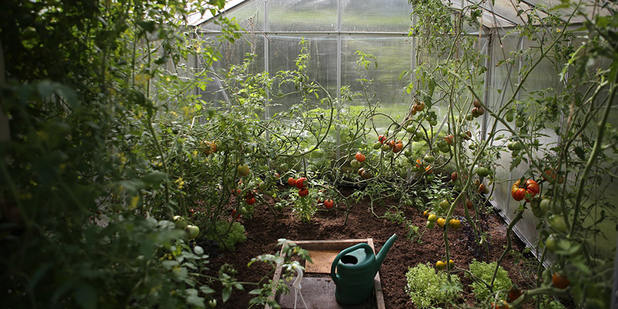 Sustainable gardening in greenhouse