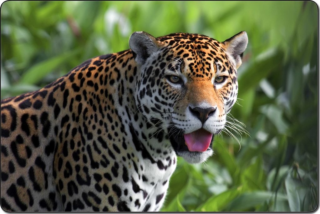 guapo the jaguar