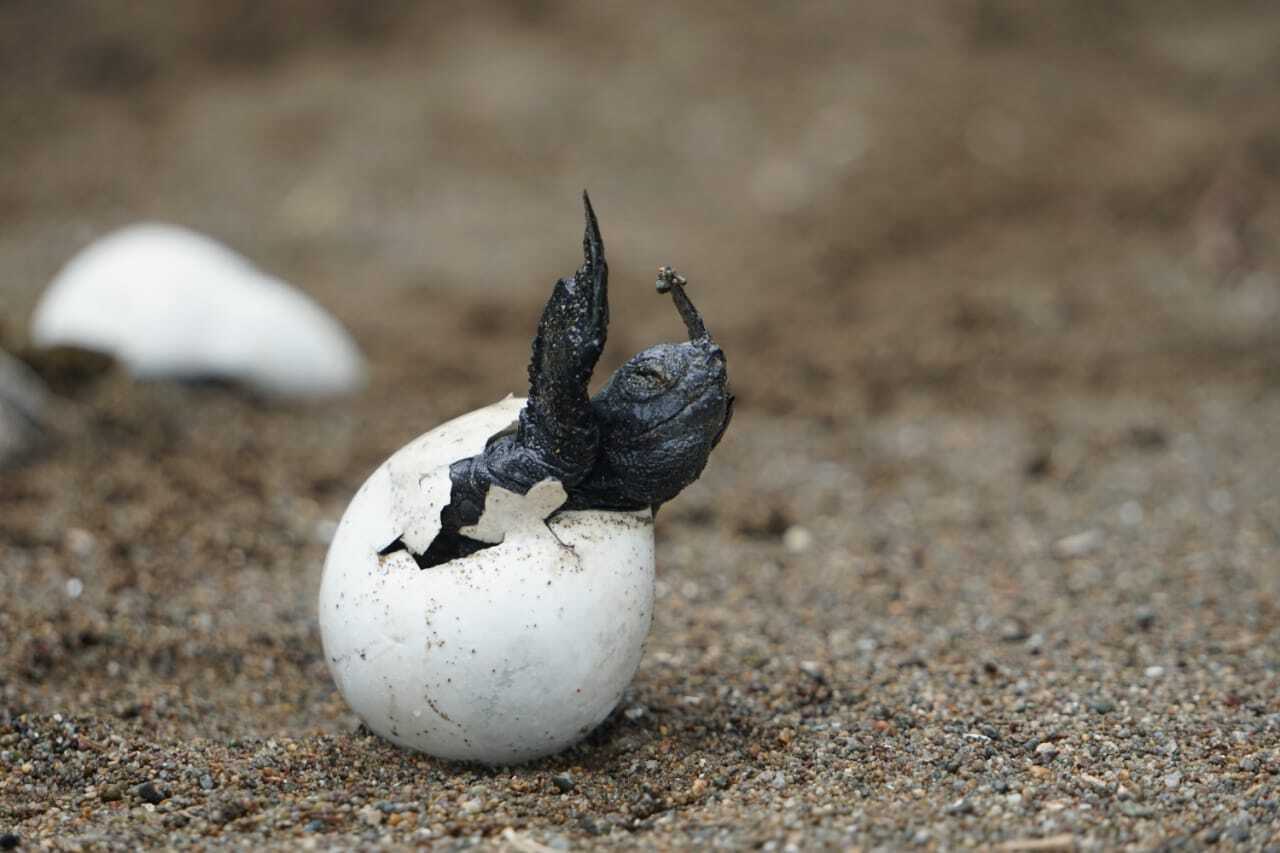 Baby turtle hatching at Playa Hermosa