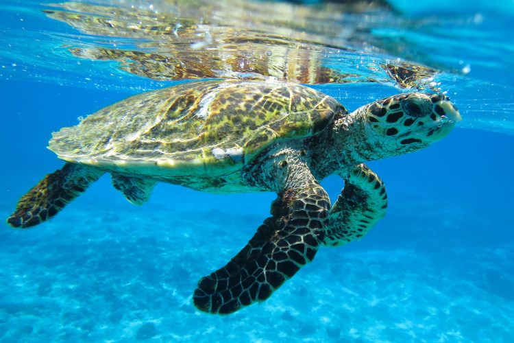 Hawksbill Seychelles