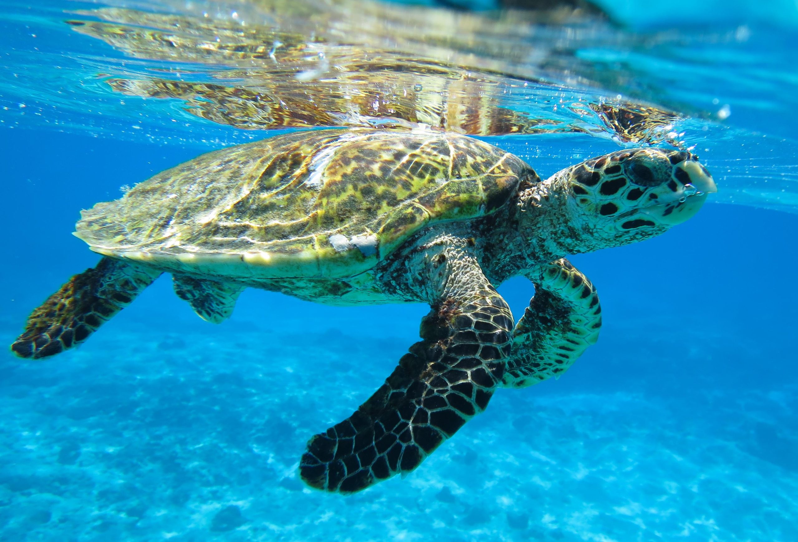 Hawksbill Seychelles