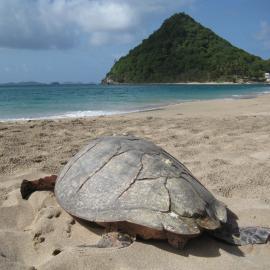Hawksbill turtle on beach in Grenada