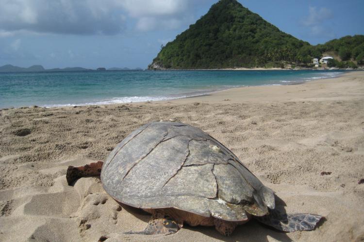 Hawksbill turtle on beach in Grenada