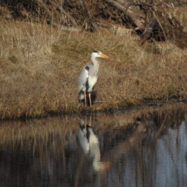 bird in Iceland