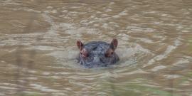 Hippo sticking head out of water in South Africa