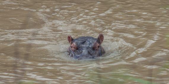 Hippo sticking head out of water in South Africa
