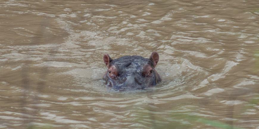 Hippo sticking head out of water in South Africa