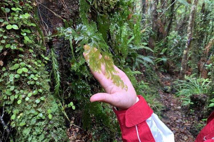 Holding moss in New Zealand forest